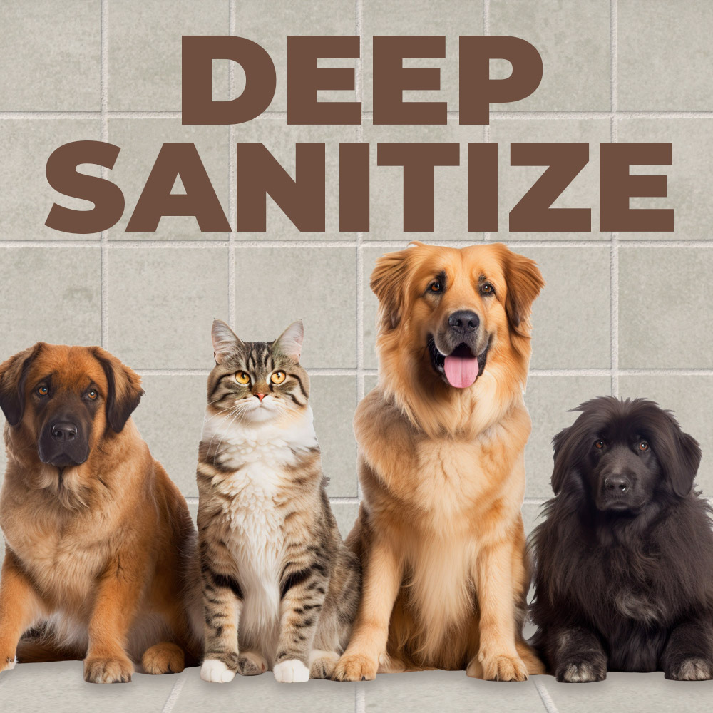 Deep-Sanitize Deep-Sanitize